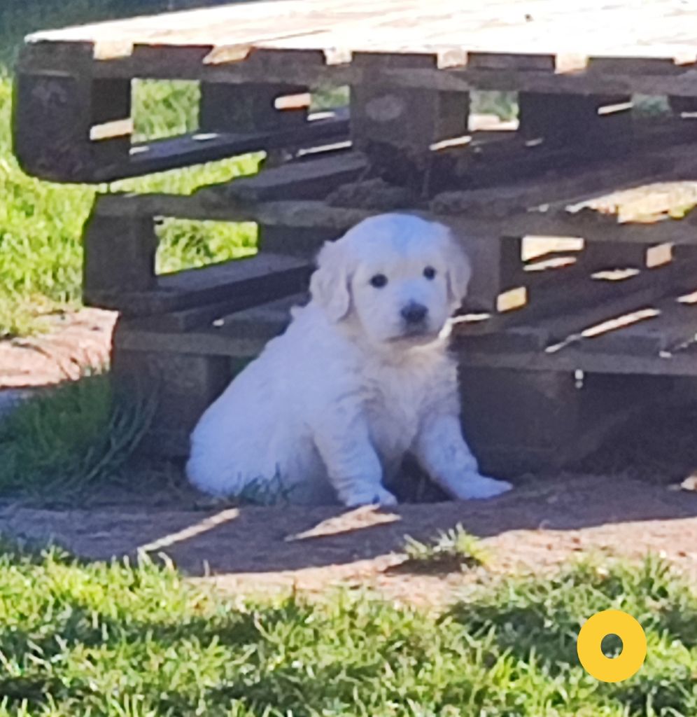 Des Bois Ronflants - Chiot disponible  - Golden Retriever