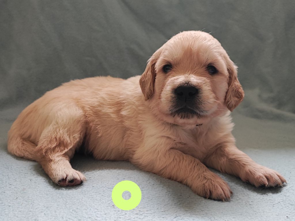 Des Bois Ronflants - Chiot disponible  - Golden Retriever