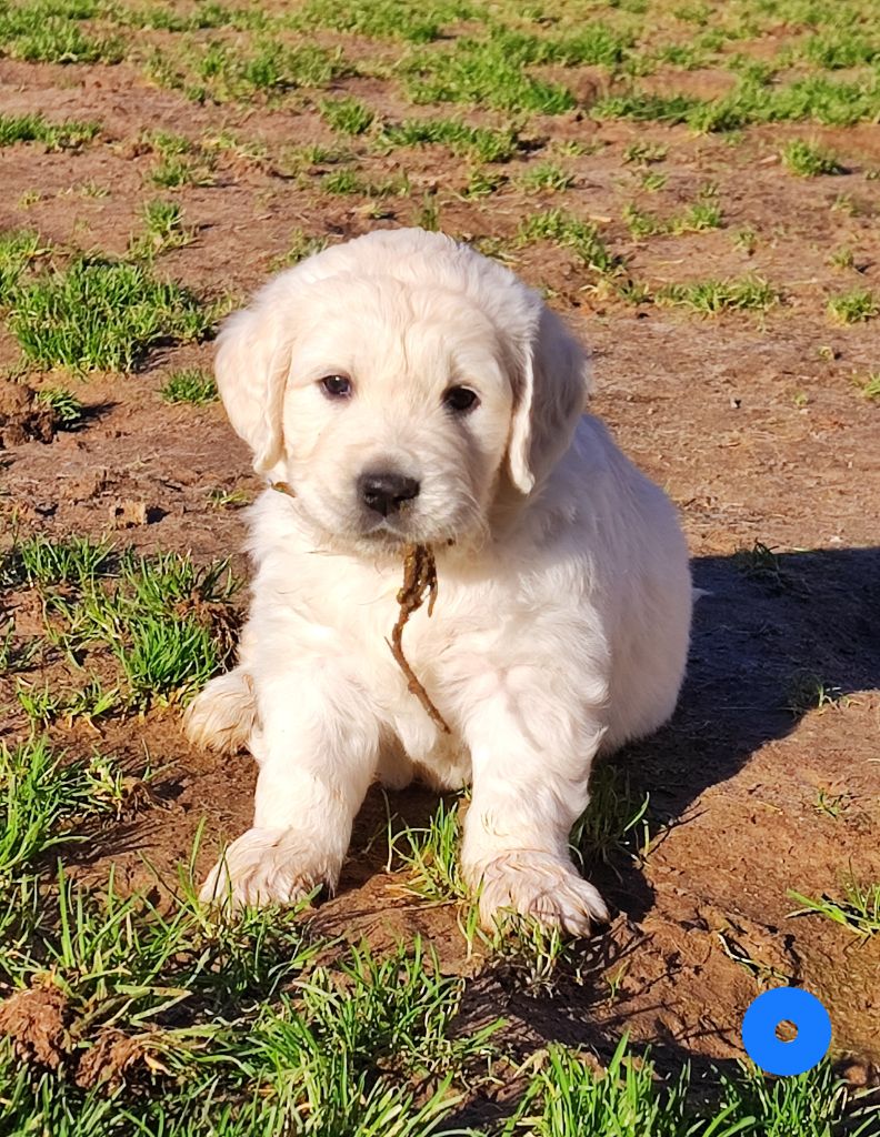 Des Bois Ronflants - Chiot disponible  - Golden Retriever