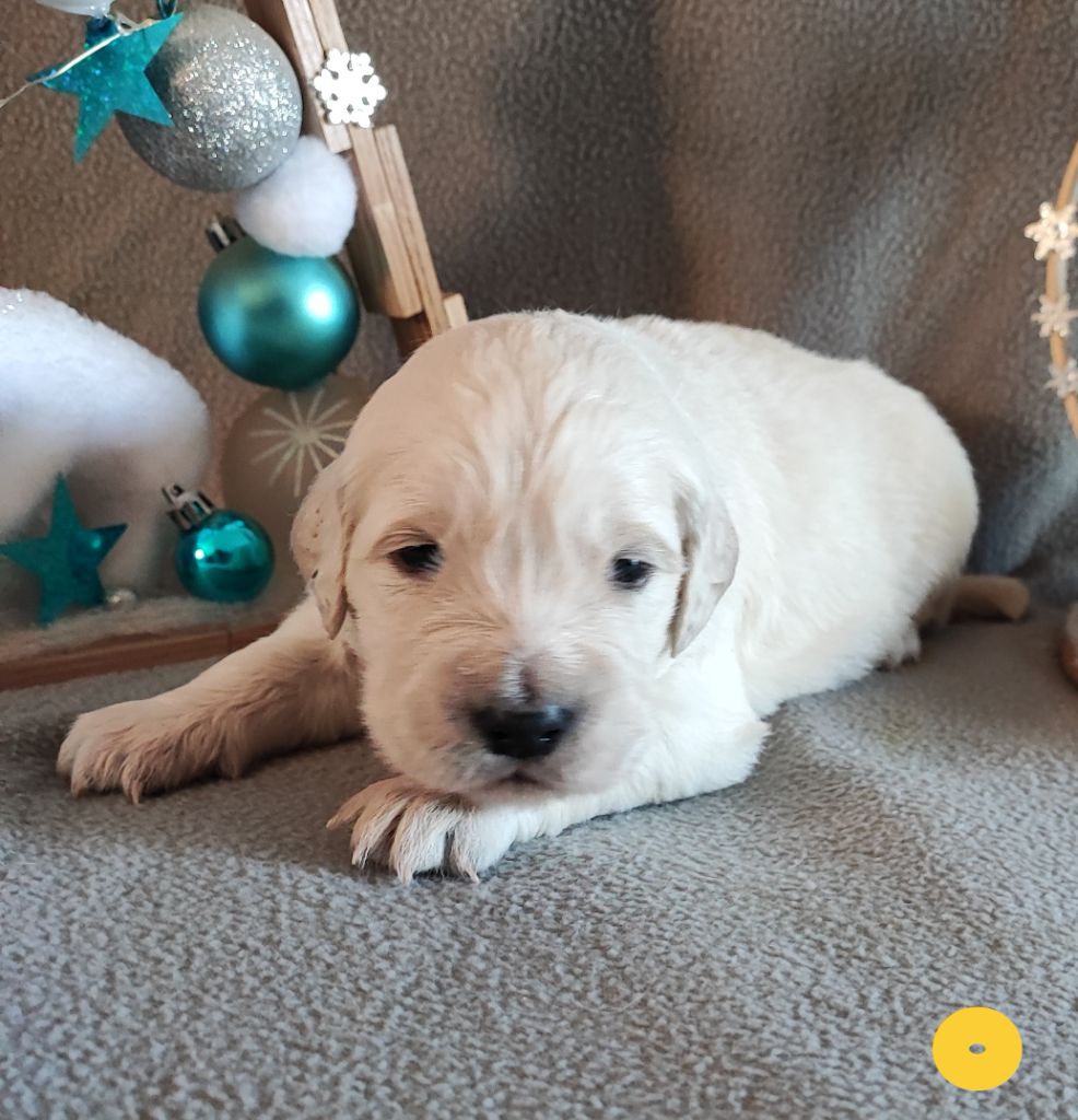 Des Bois Ronflants - Chiot disponible  - Golden Retriever