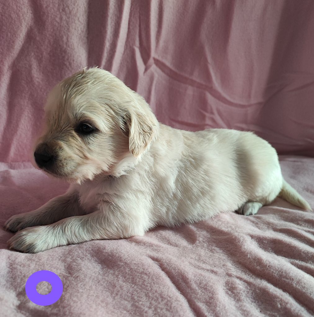 Des Bois Ronflants - Chiot disponible  - Golden Retriever