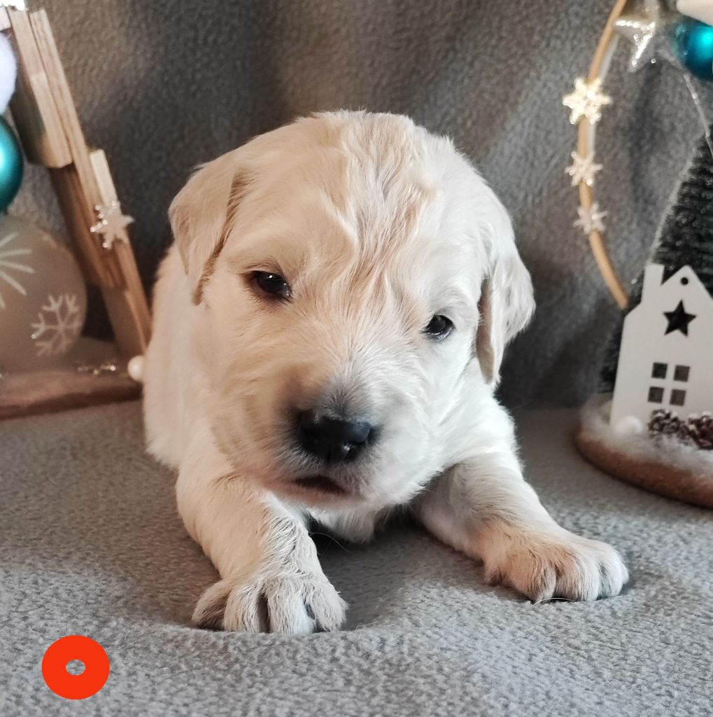 Des Bois Ronflants - Chiot disponible  - Golden Retriever