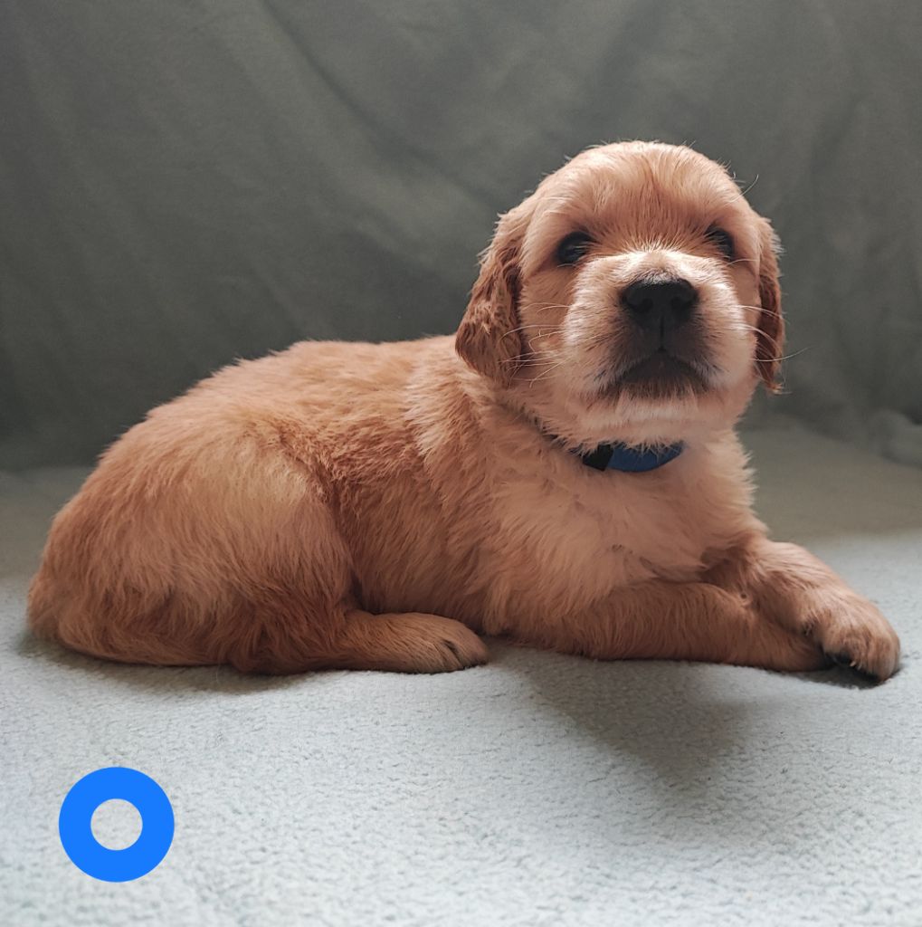 Des Bois Ronflants - Chiot disponible  - Golden Retriever