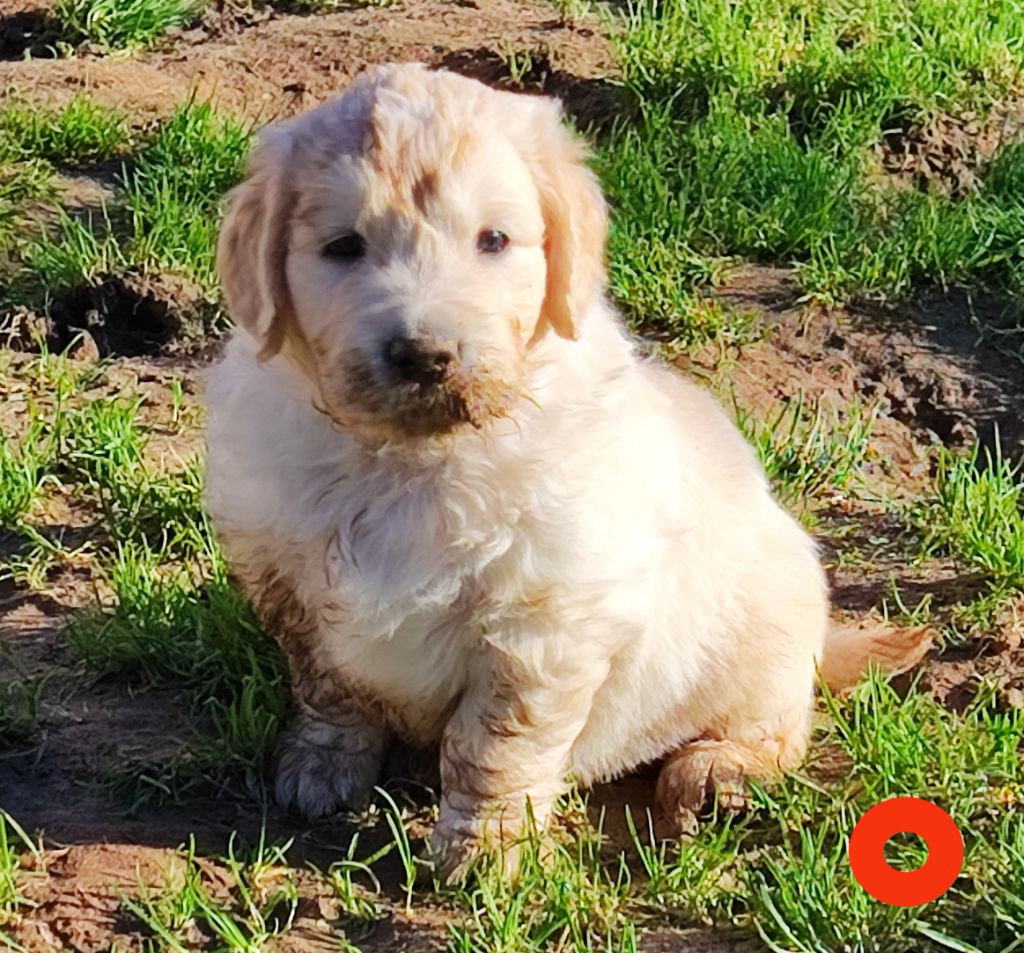 Des Bois Ronflants - Chiot disponible  - Golden Retriever