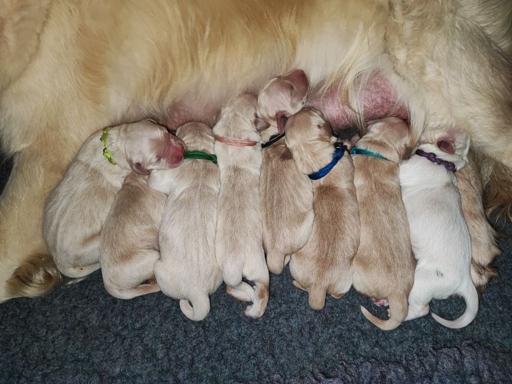 chiot Golden Retriever Des Bois Ronflants