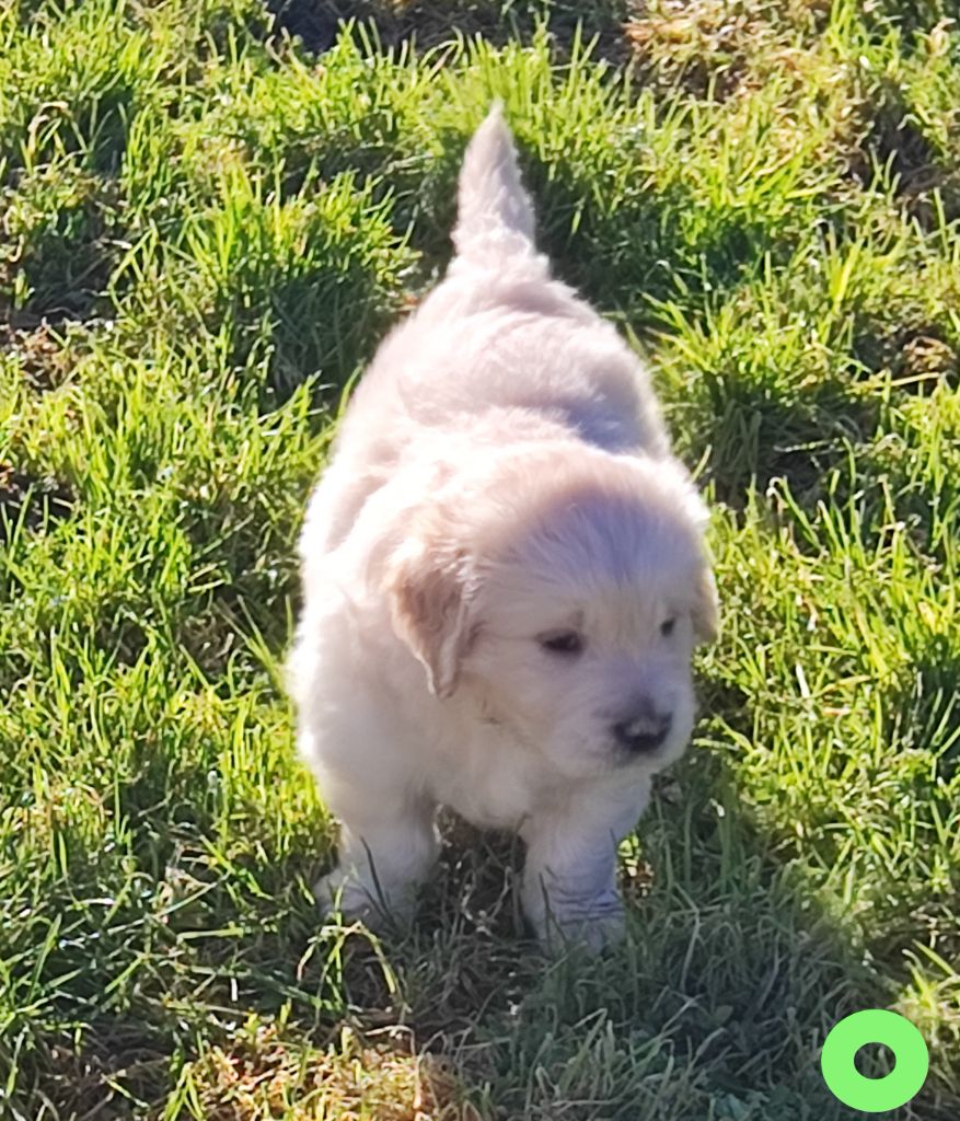 Des Bois Ronflants - Chiot disponible  - Golden Retriever