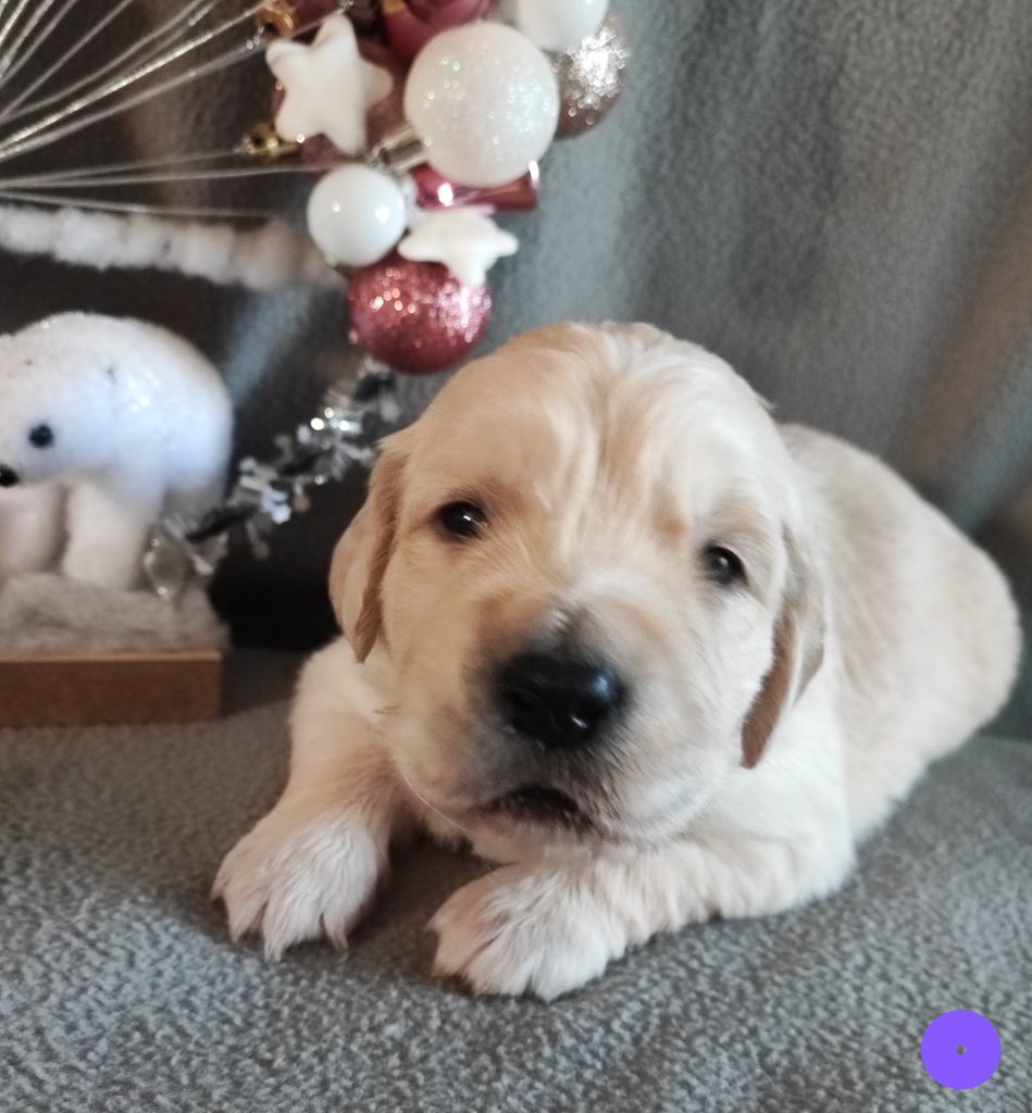 Des Bois Ronflants - Chiot disponible  - Golden Retriever