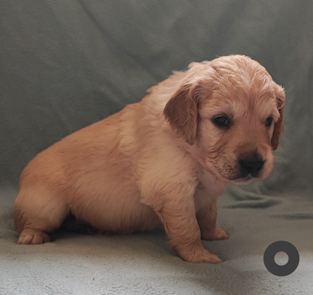 Des Bois Ronflants - Chiot disponible  - Golden Retriever