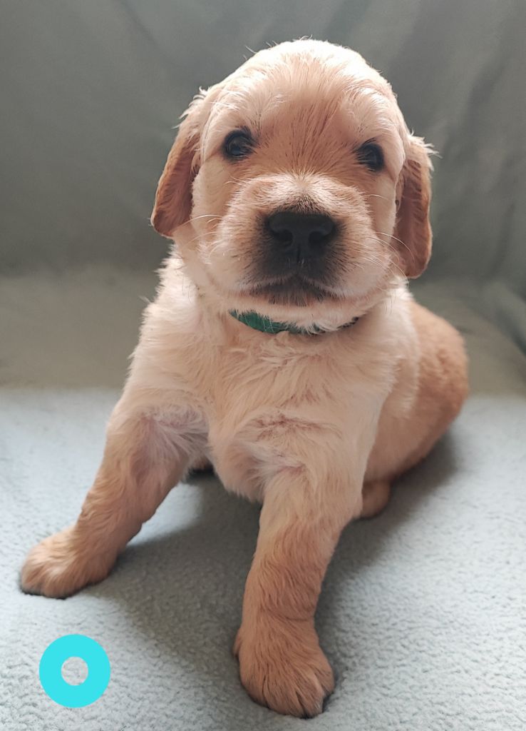 Des Bois Ronflants - Chiot disponible  - Golden Retriever