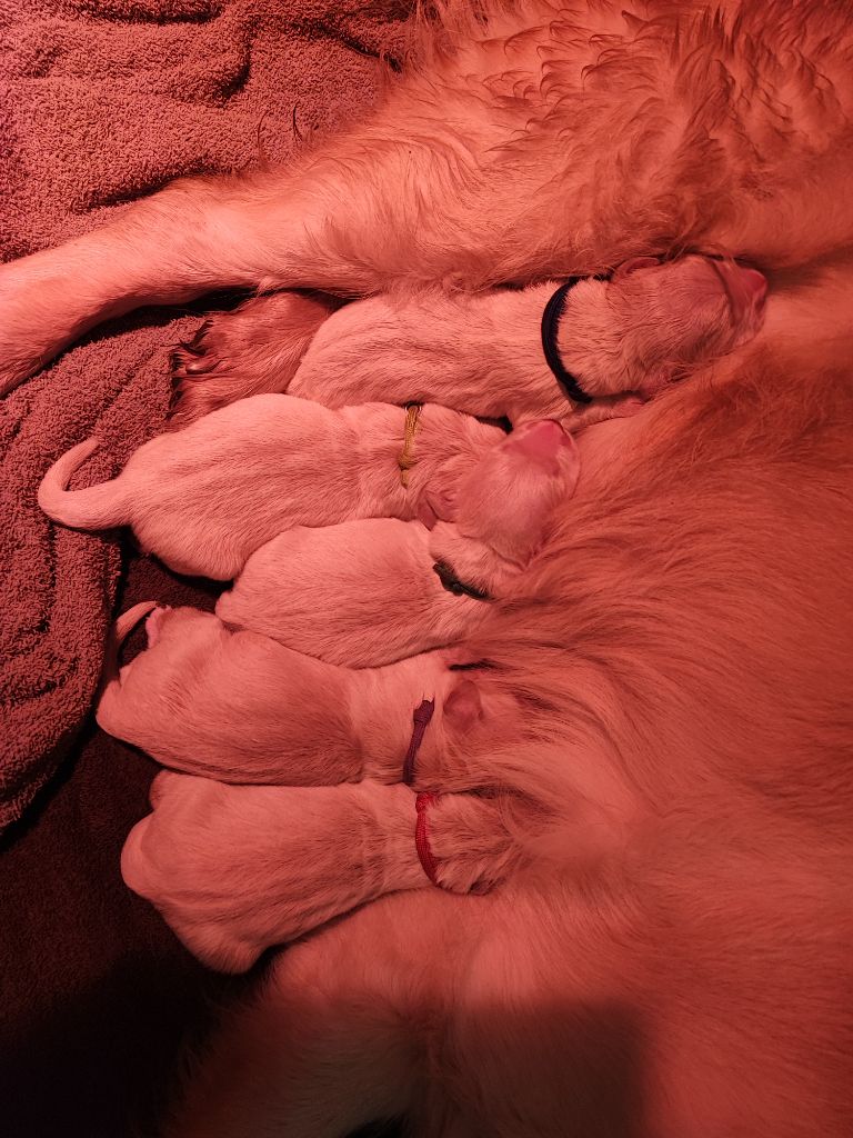 chiot Golden Retriever Des Bois Ronflants