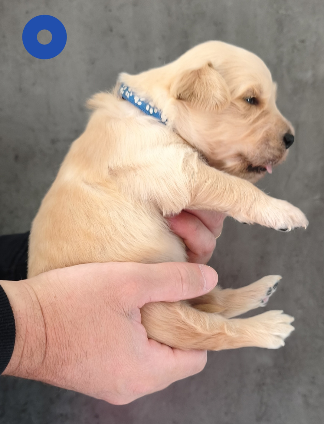 Des Bois Ronflants - Chiots disponibles - Golden Retriever