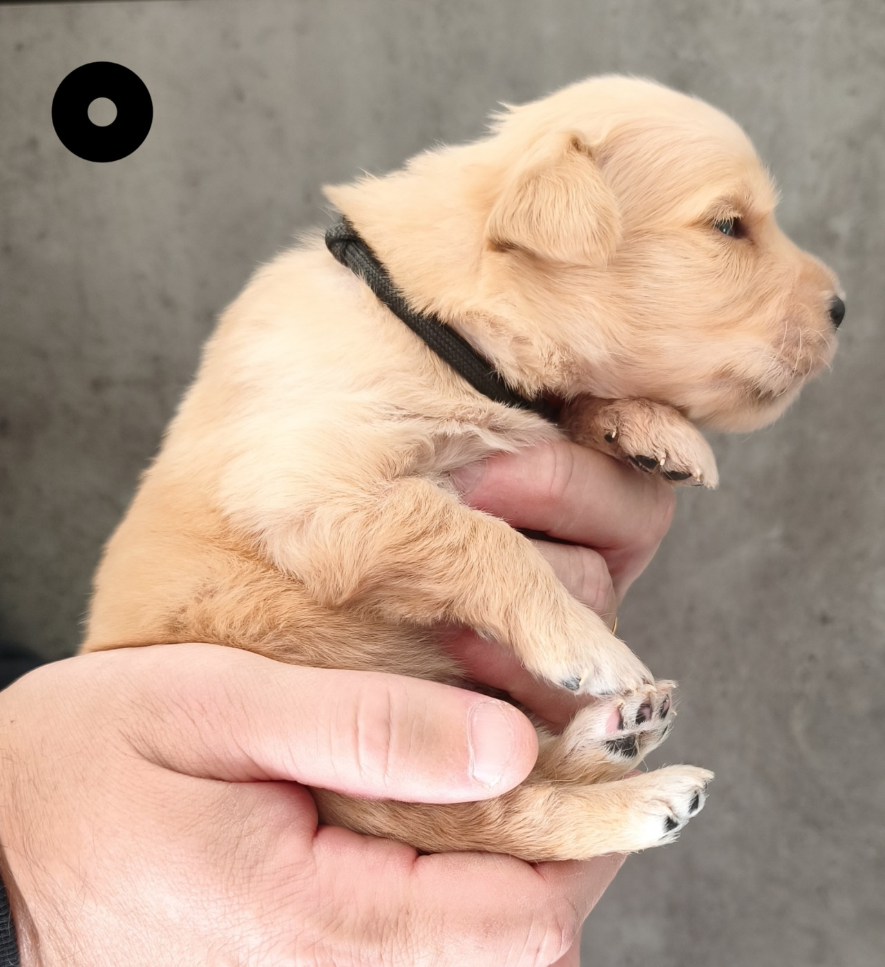 Des Bois Ronflants - Chiots disponibles - Golden Retriever