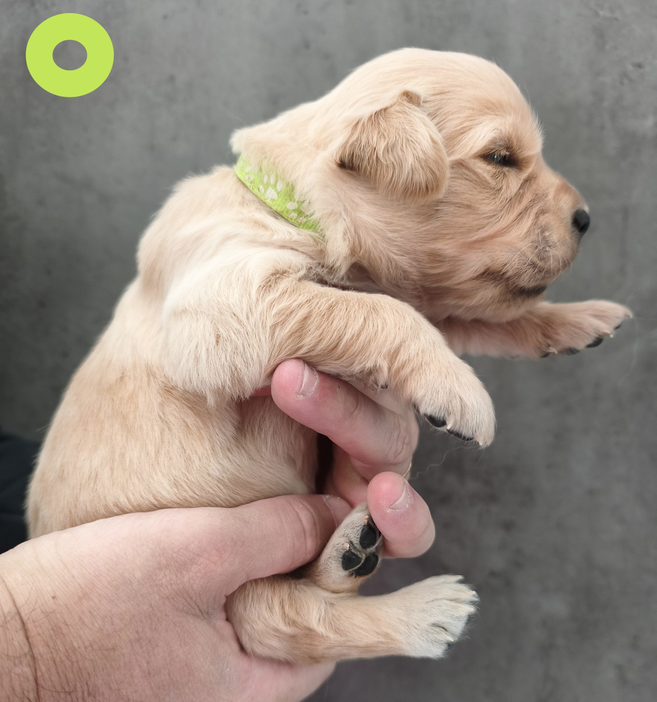 Des Bois Ronflants - Chiots disponibles - Golden Retriever