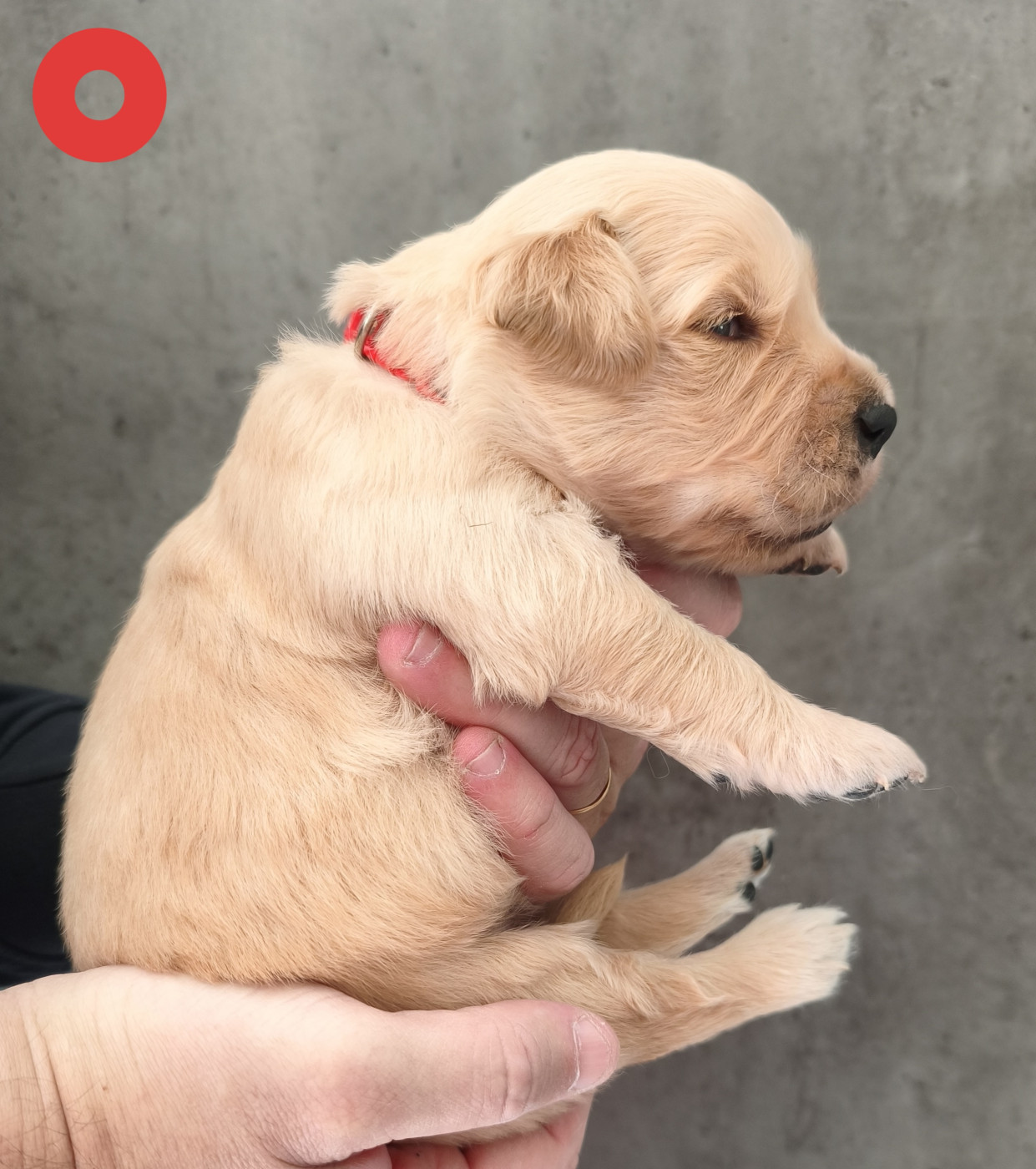 Des Bois Ronflants - Chiots disponibles - Golden Retriever