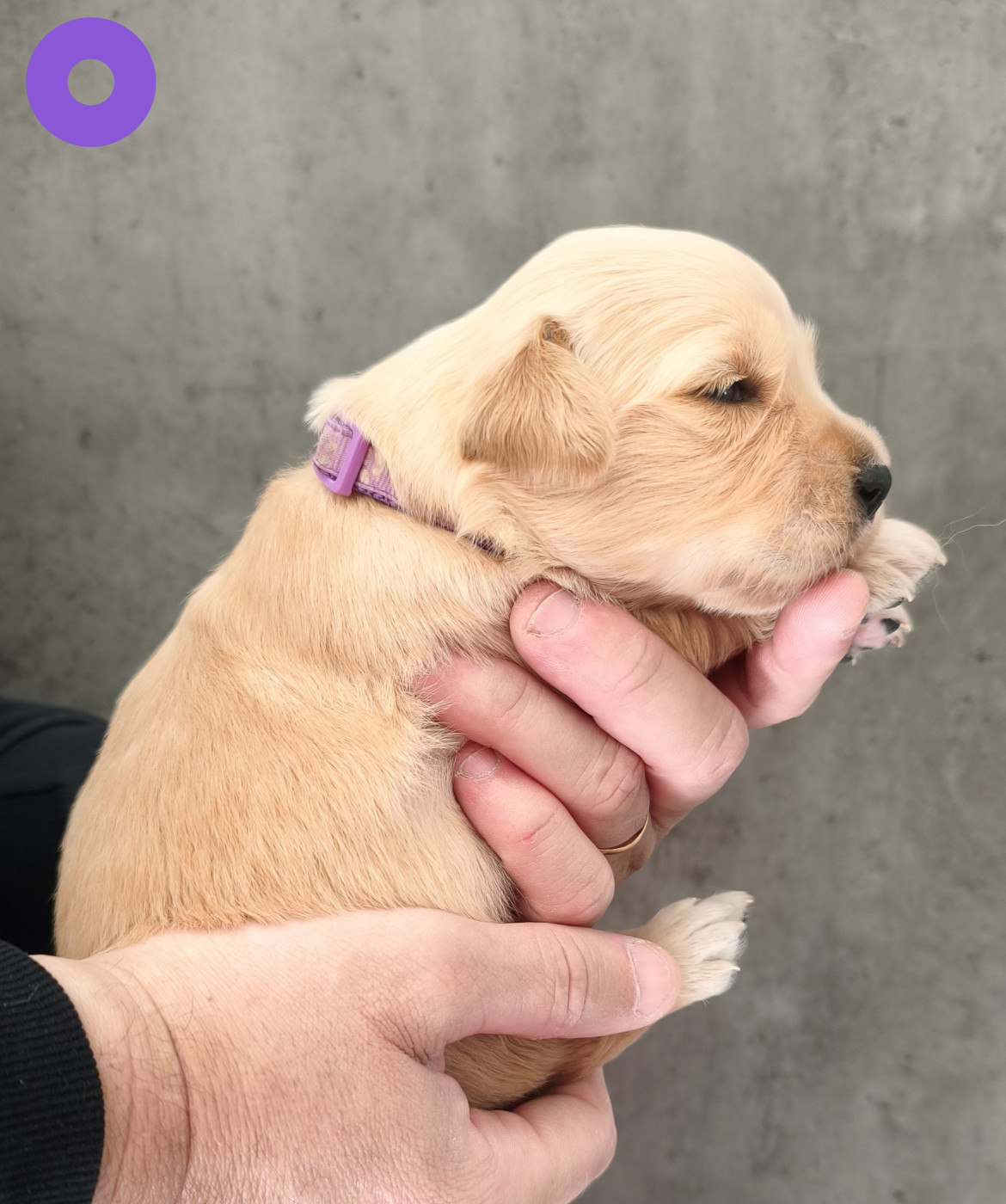 Des Bois Ronflants - Chiots disponibles - Golden Retriever