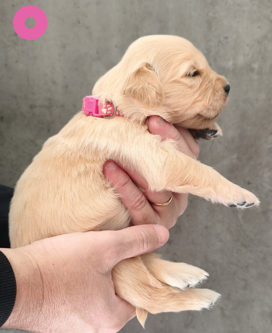 Des Bois Ronflants - Chiots disponibles - Golden Retriever