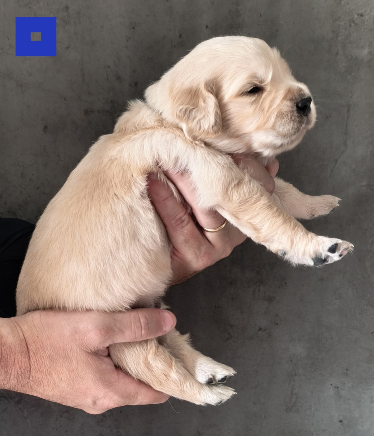 Des Bois Ronflants - Chiots disponibles - Golden Retriever