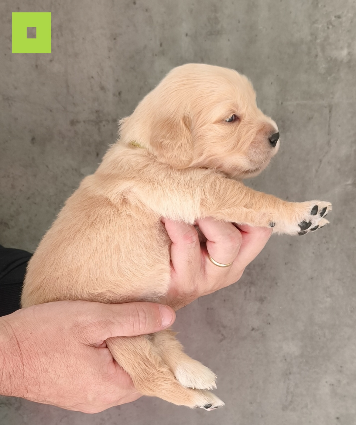 Des Bois Ronflants - Chiots disponibles - Golden Retriever