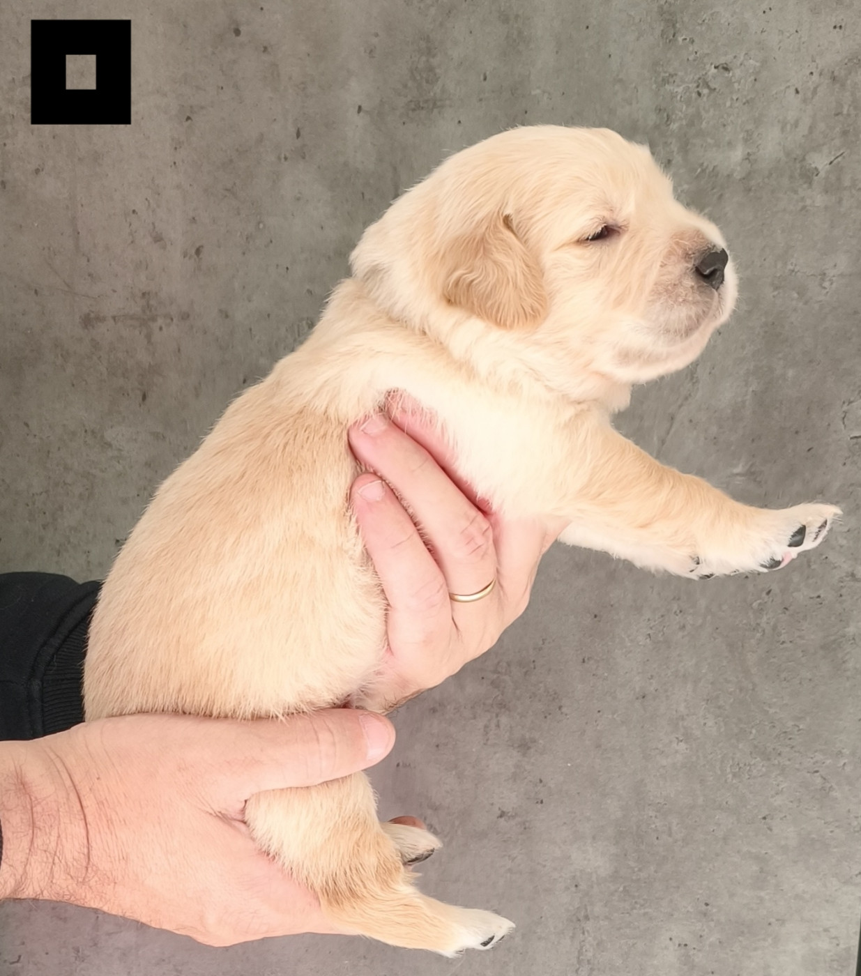 Des Bois Ronflants - Chiots disponibles - Golden Retriever
