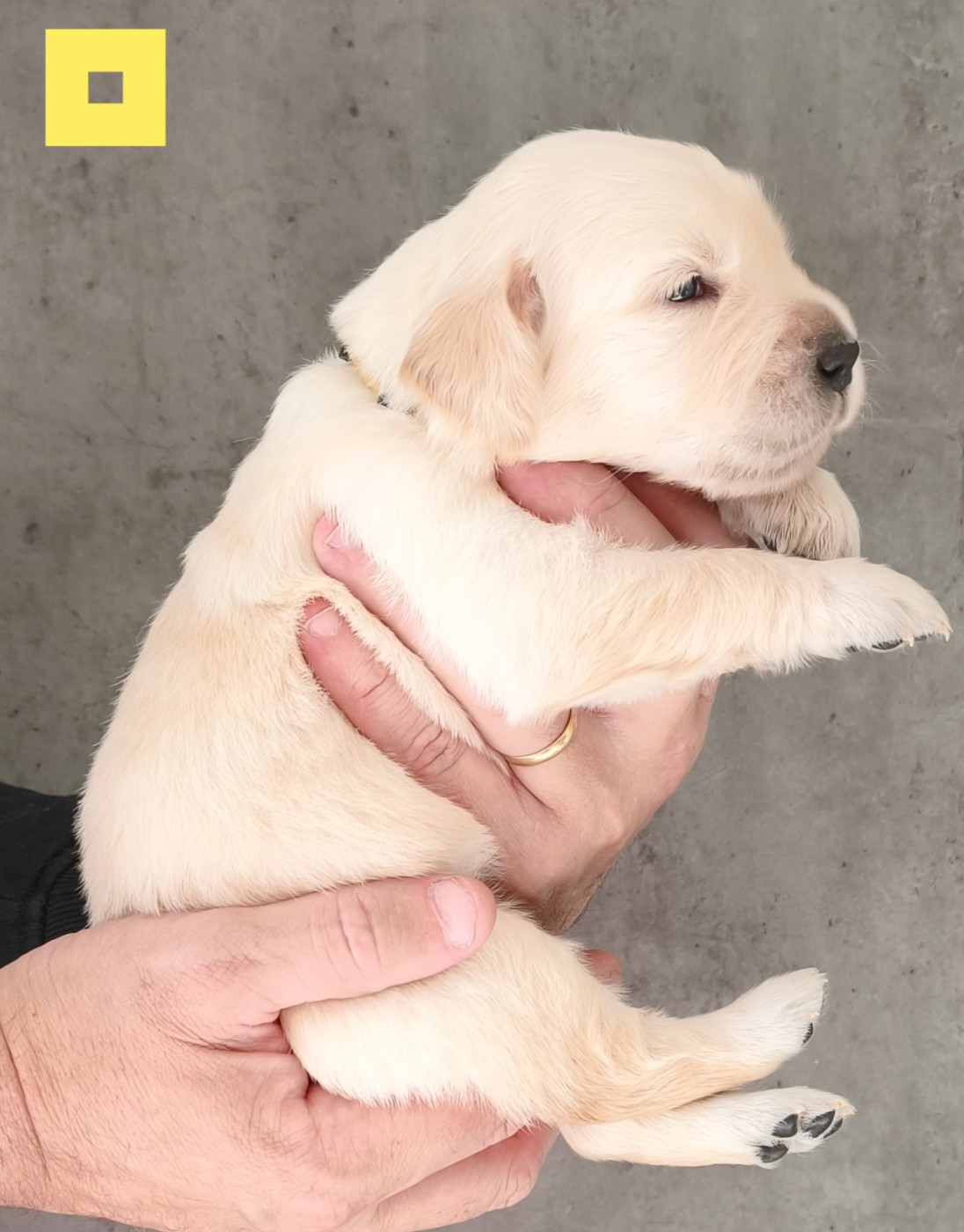 Des Bois Ronflants - Chiots disponibles - Golden Retriever