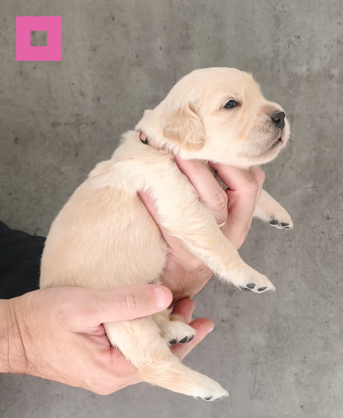 Des Bois Ronflants - Chiots disponibles - Golden Retriever