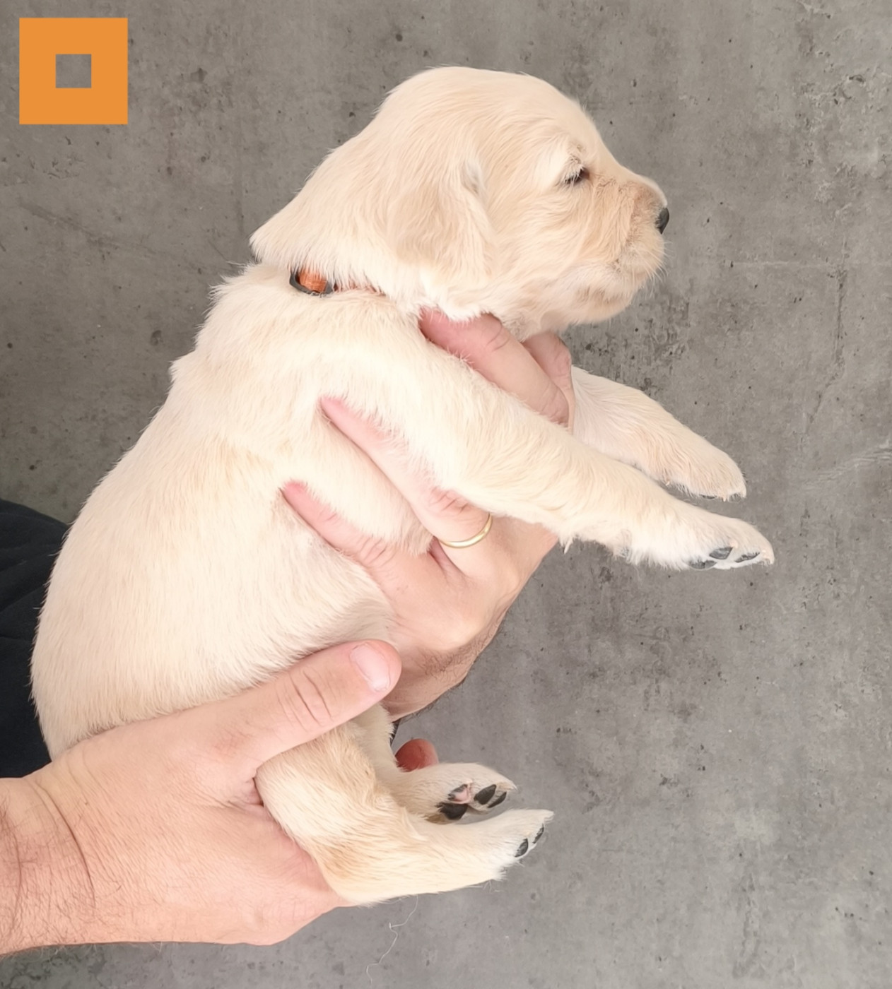 Des Bois Ronflants - Chiots disponibles - Golden Retriever