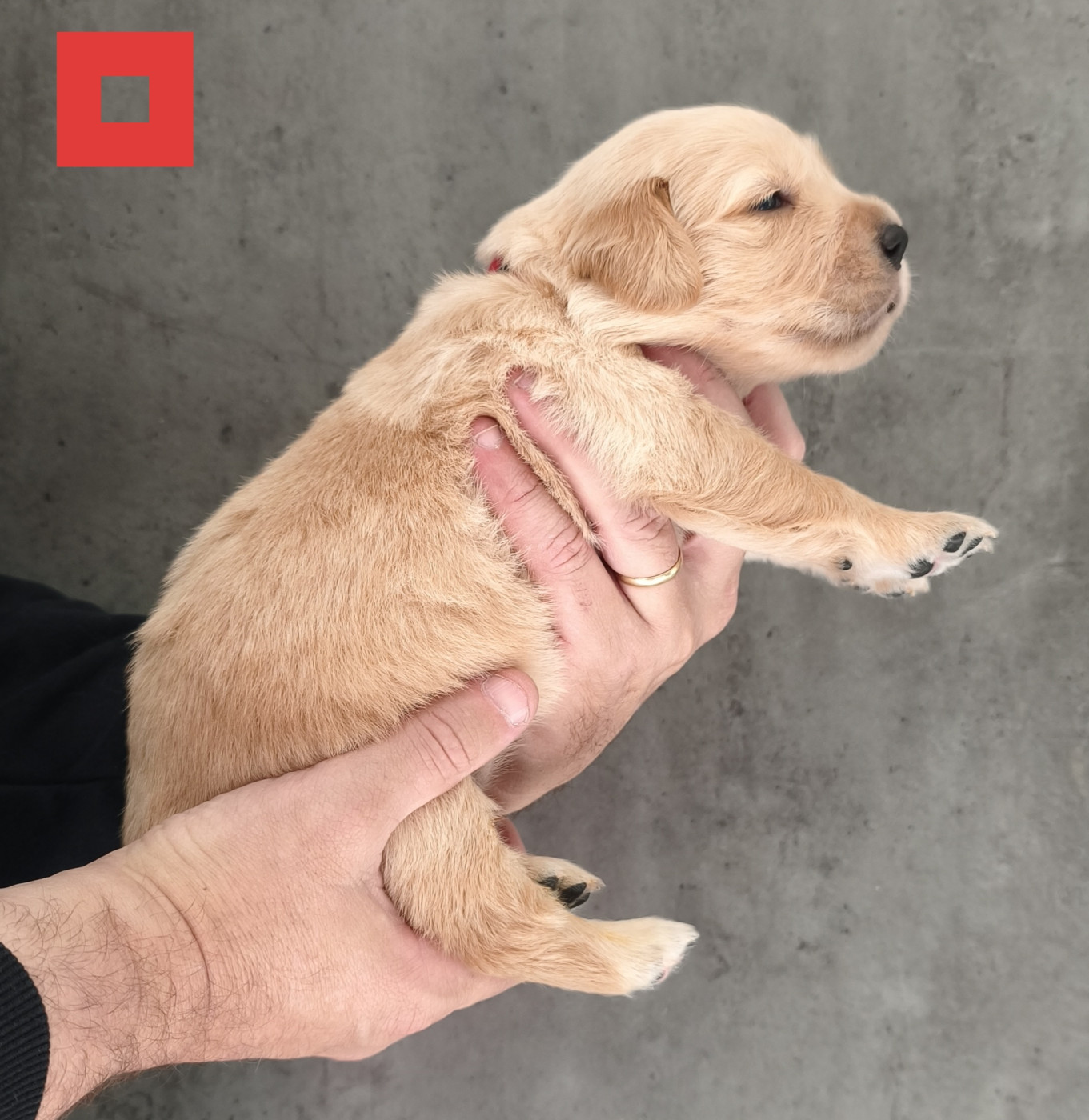 Des Bois Ronflants - Chiots disponibles - Golden Retriever