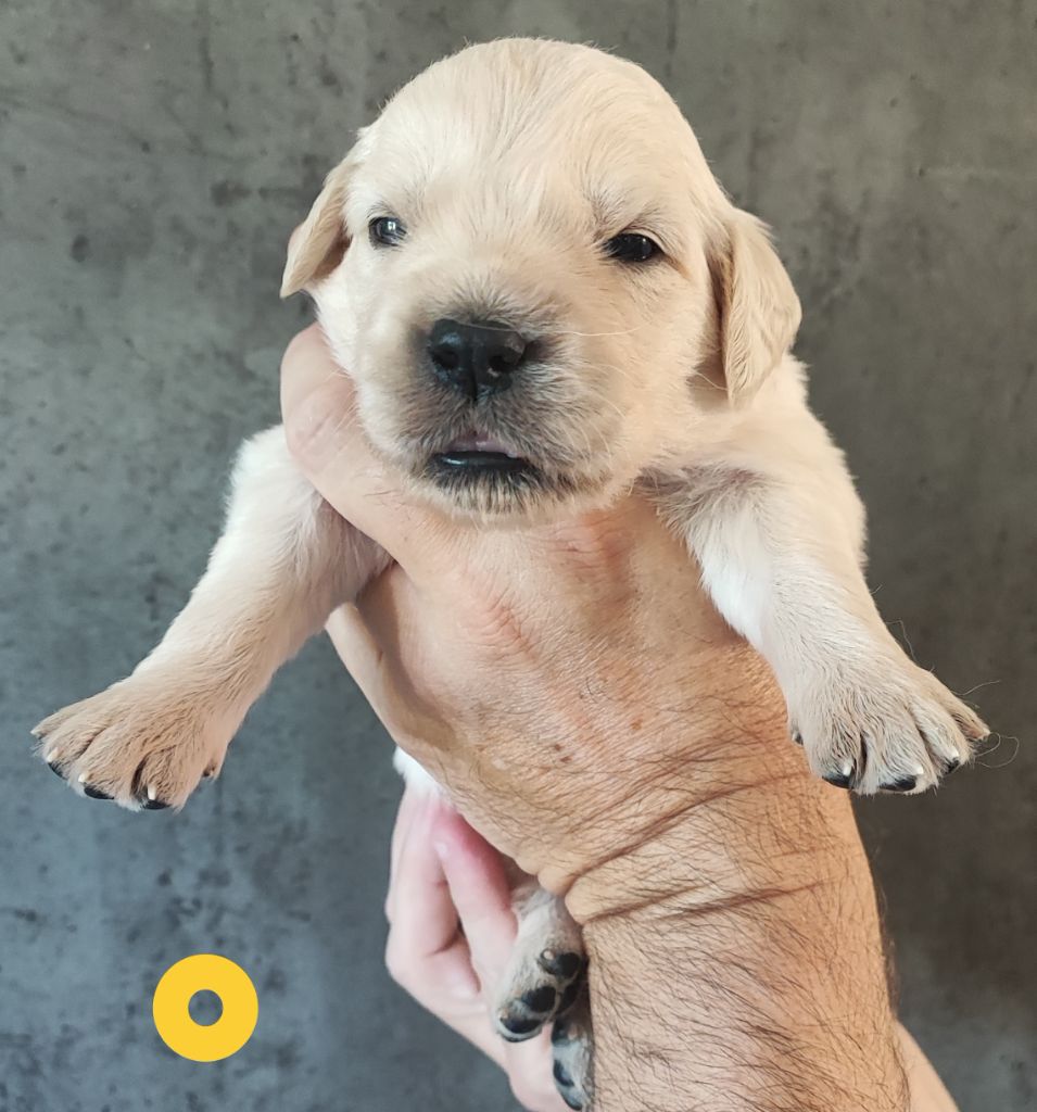 Des Bois Ronflants - Chiots disponibles - Golden Retriever