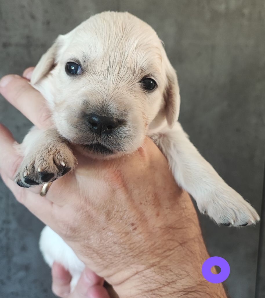 Des Bois Ronflants - Chiots disponibles - Golden Retriever