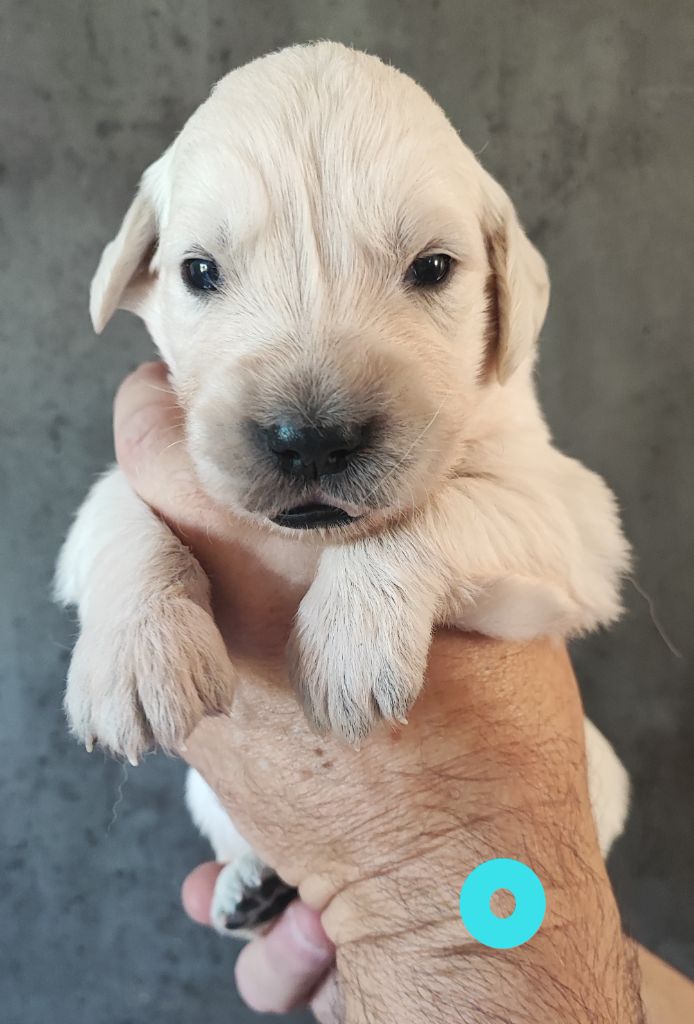 Des Bois Ronflants - Chiots disponibles - Golden Retriever