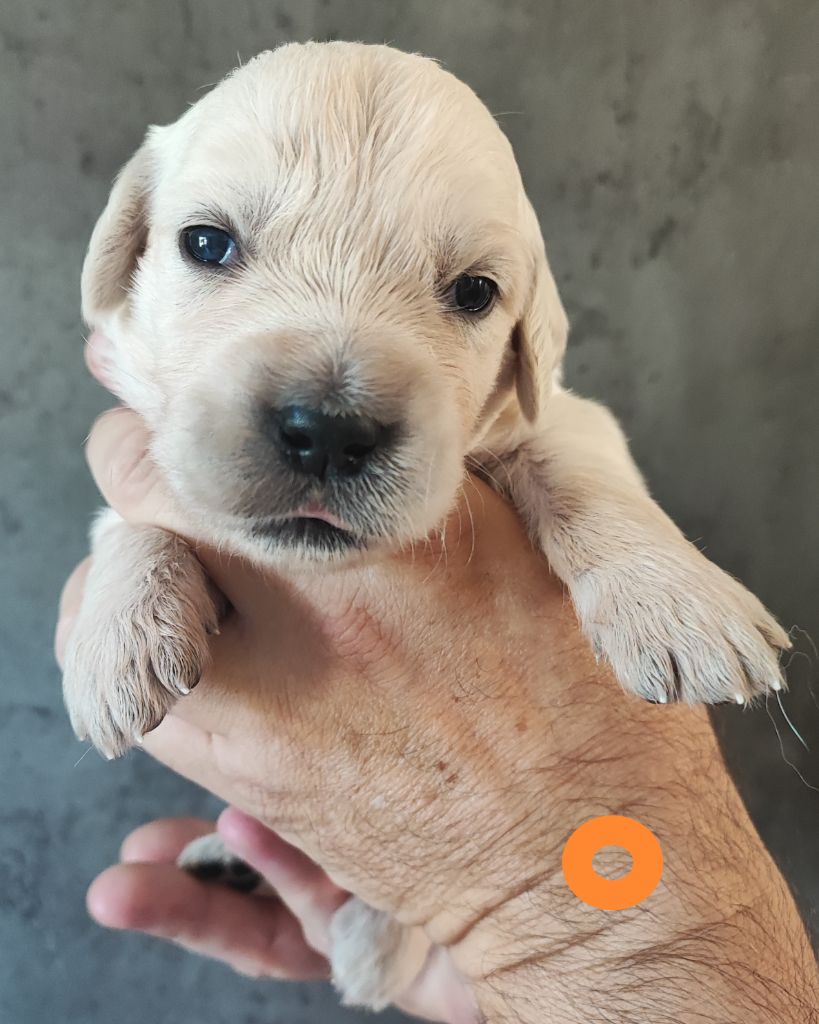 Des Bois Ronflants - Chiots disponibles - Golden Retriever