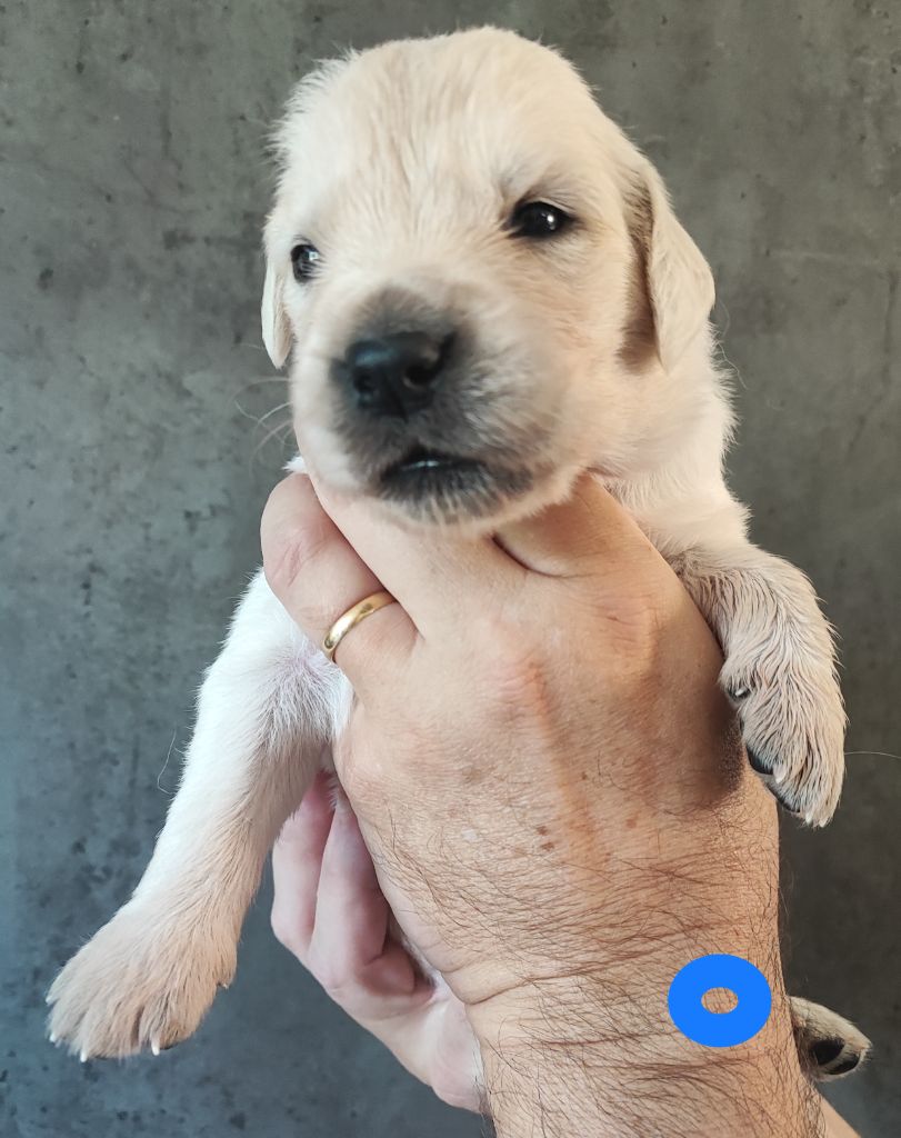 Des Bois Ronflants - Chiots disponibles - Golden Retriever