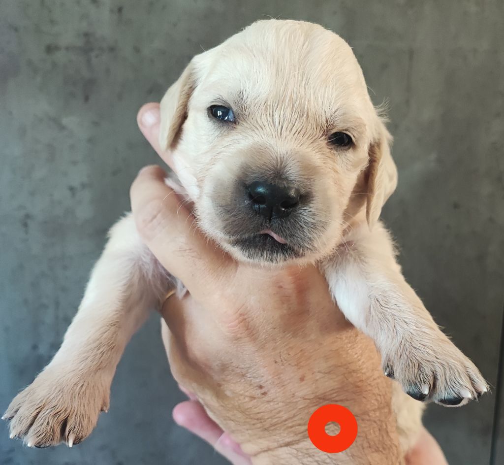 Des Bois Ronflants - Chiots disponibles - Golden Retriever