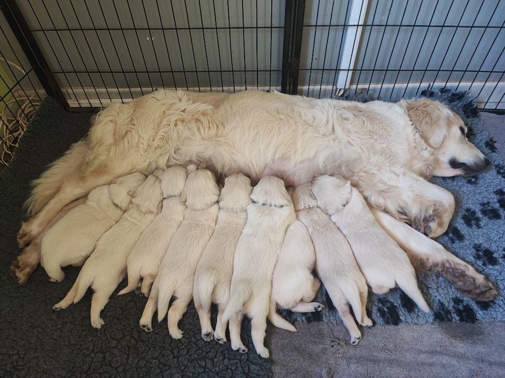 Chiot Golden Retriever Des Bois Ronflants