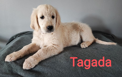 TAGADA