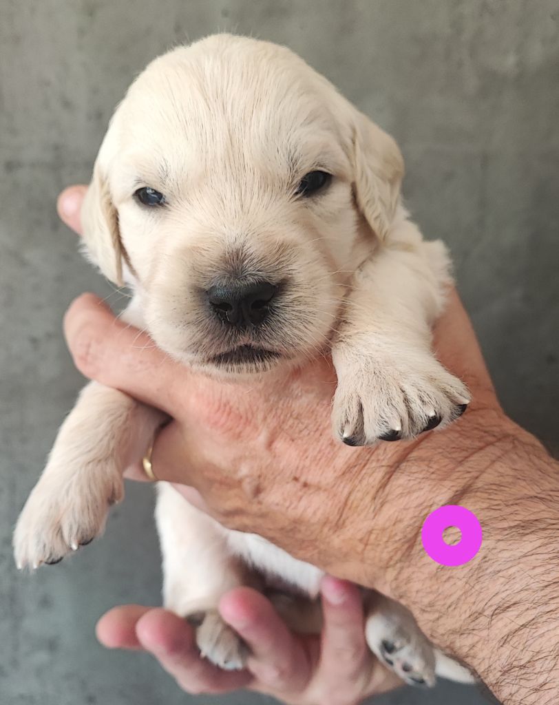 Des Bois Ronflants - Chiots disponibles - Golden Retriever