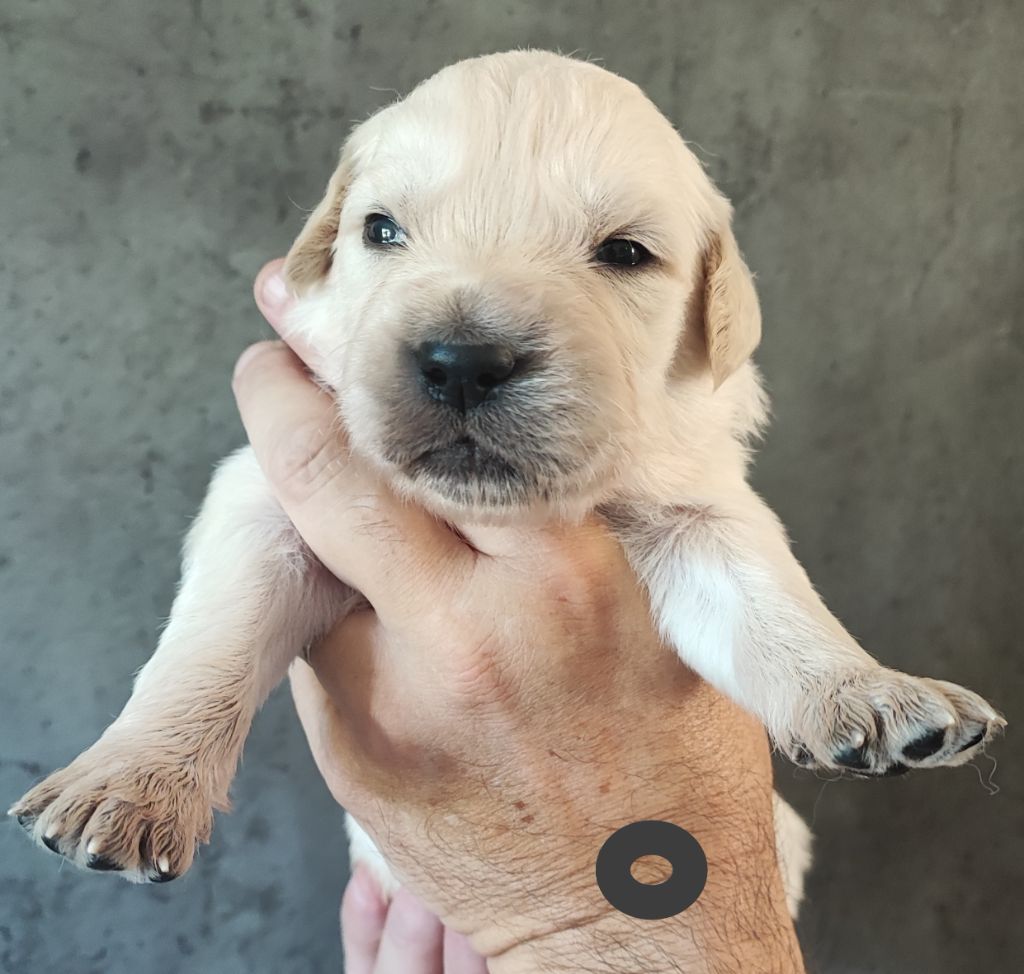 Des Bois Ronflants - Chiots disponibles - Golden Retriever