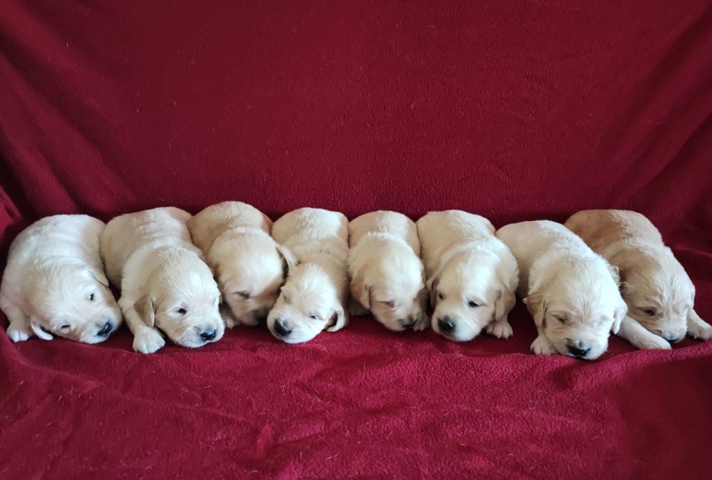 Des Bois Ronflants - Golden Retriever - Portée née le 28/08/2023